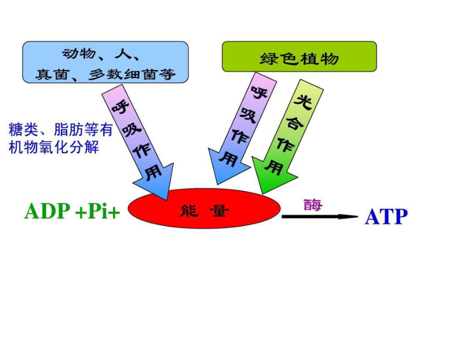 ATP主要来源细胞呼吸课件.ppt_第2页