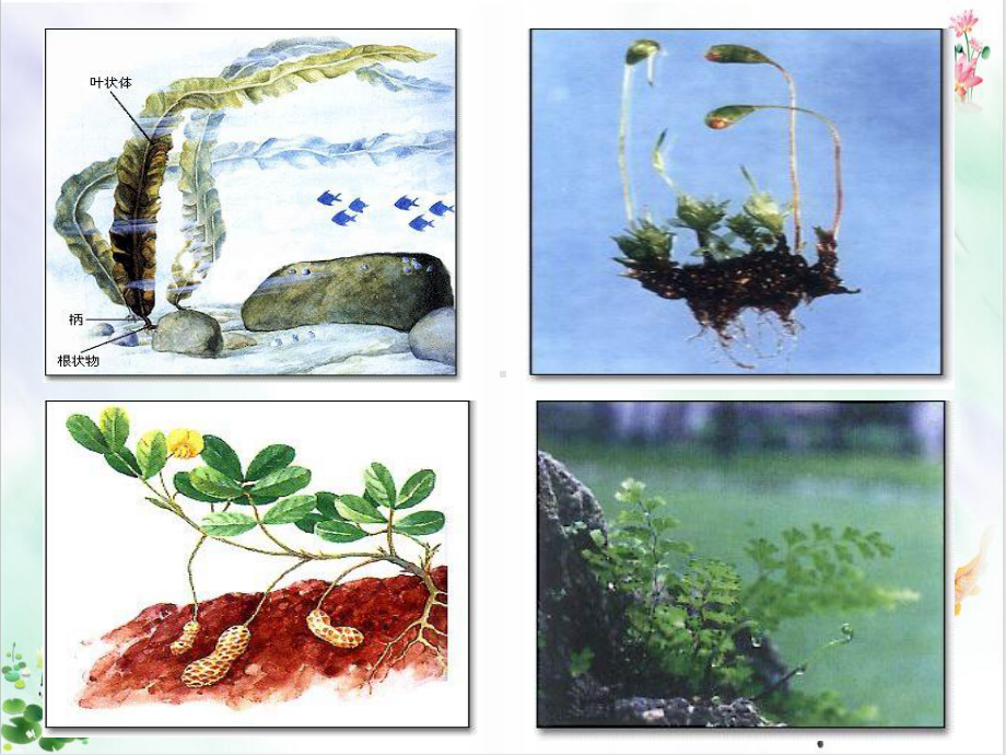 《藻类苔藓和蕨类植物》优秀版课件.ppt_第3页