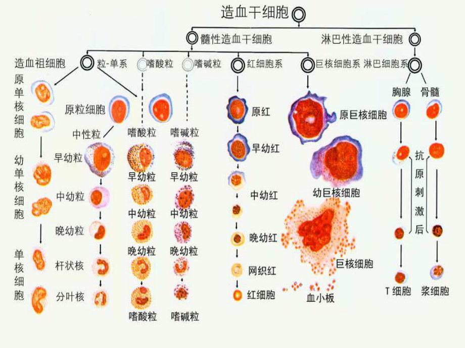 fname临床血液学检测课件.pptx_第3页