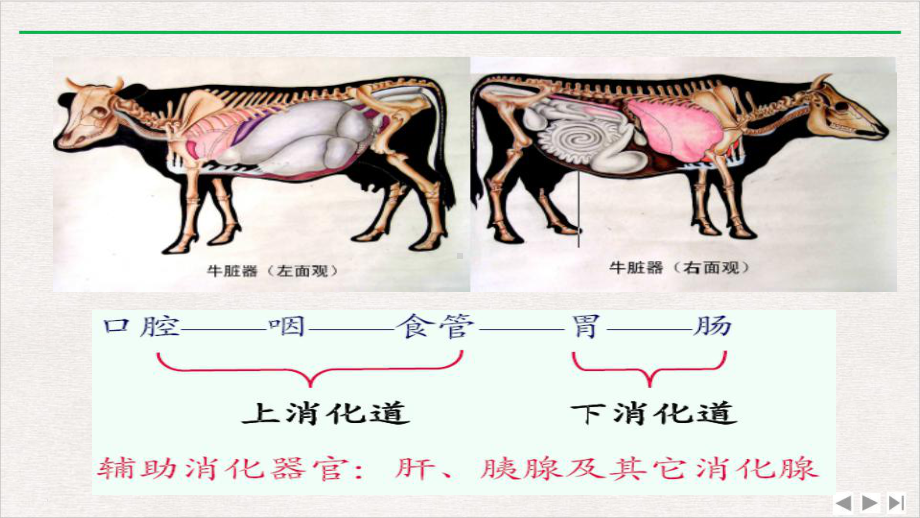 临床消化系统实用版课件.pptx_第3页