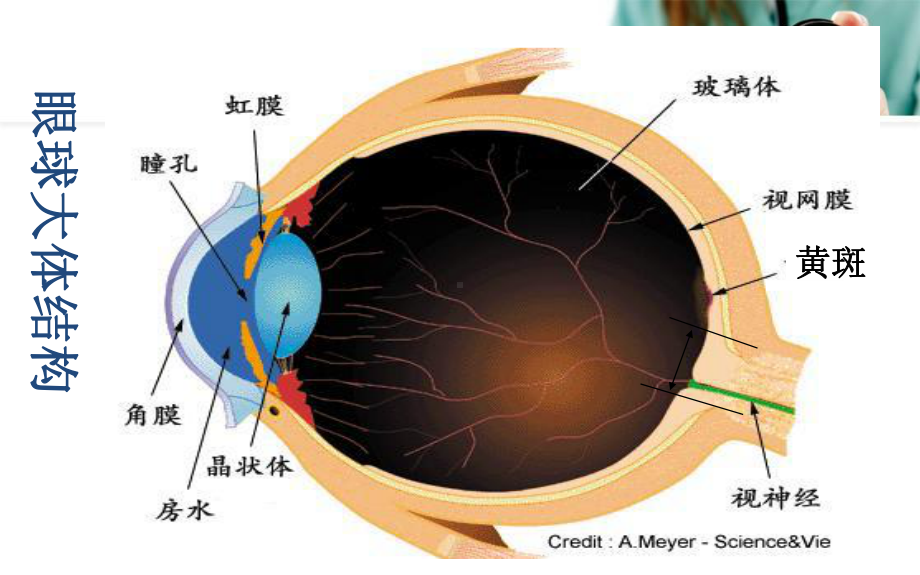 中西医结合治疗干眼症体会医学课件.ppt_第2页