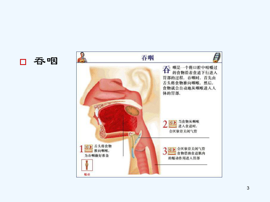 中风后吞咽障碍康复治疗课件.ppt_第3页