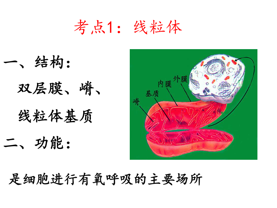 细胞呼吸-一轮复习课件.ppt_第2页