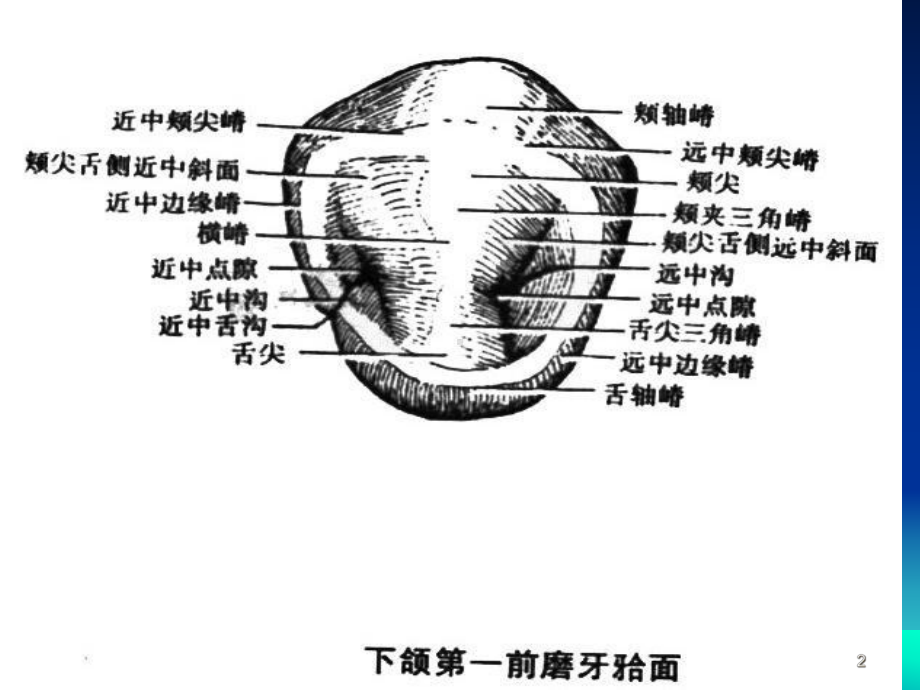 上颌磨牙解剖形态课件.ppt_第2页