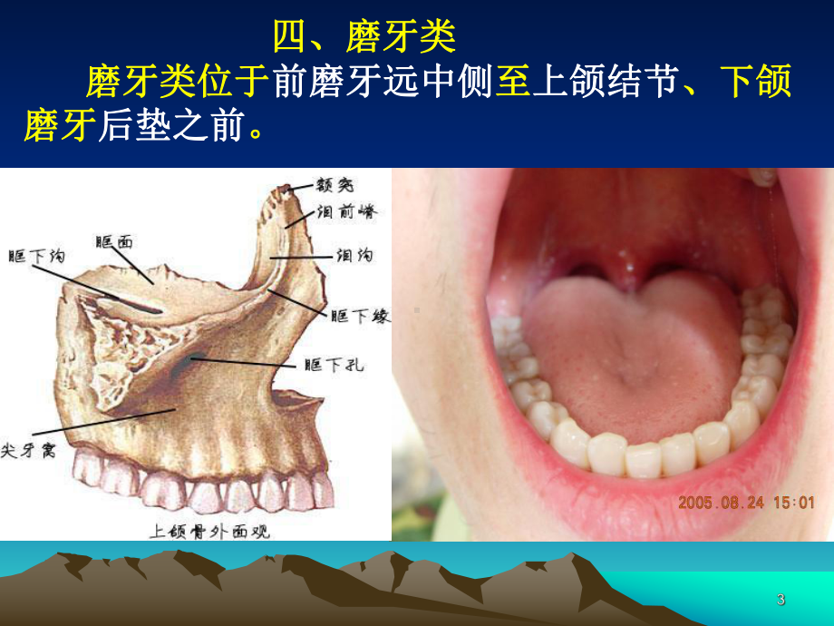 上颌磨牙解剖形态课件.ppt_第3页