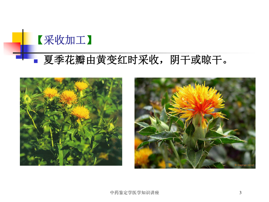 中药鉴定学医学知识讲座培训课件.ppt_第3页