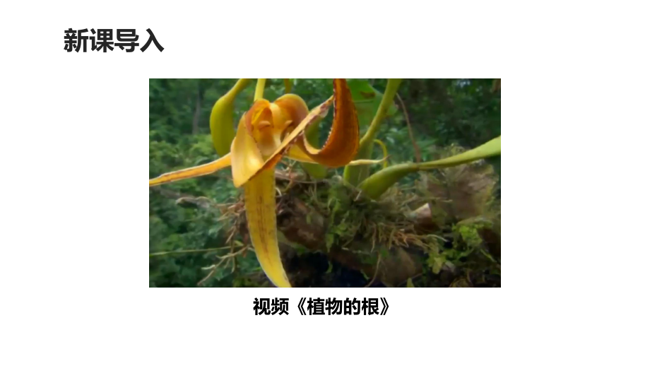 青岛版科学三年级上册《植物的根》优质课件.pptx_第2页