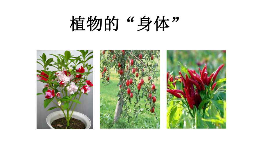 青岛版科学三年级上册《植物的“身体”》优质课件.pptx_第2页