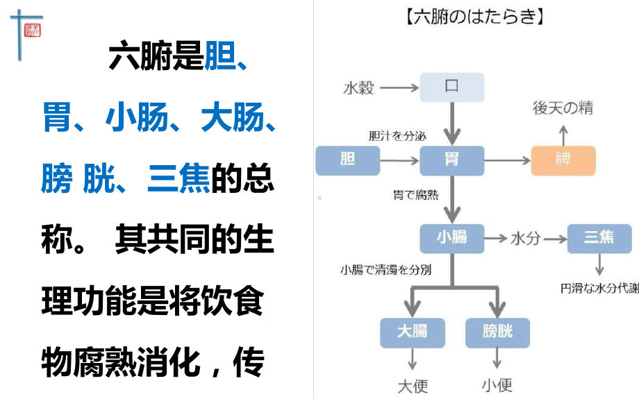 中医基础理论藏象六腑奇恒之府课件.ppt_第3页