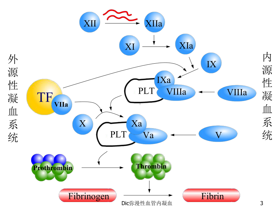 Dic弥漫性血管内凝血课件.ppt_第3页