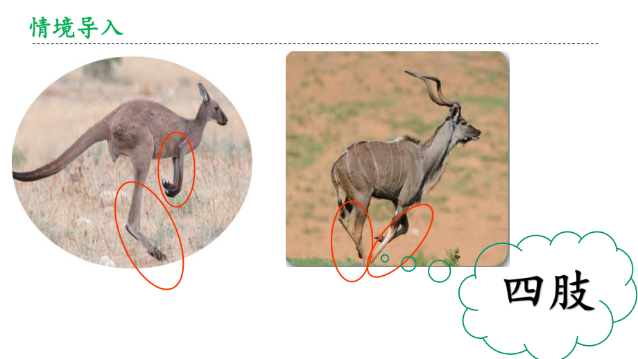 青岛版科学三年级上册科学《动物的四肢》课件.pptx_第3页