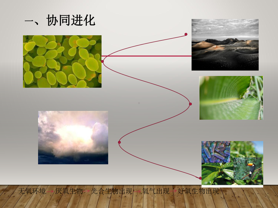 《协同进化与生物多样性的形成》课件1.ppt_第3页