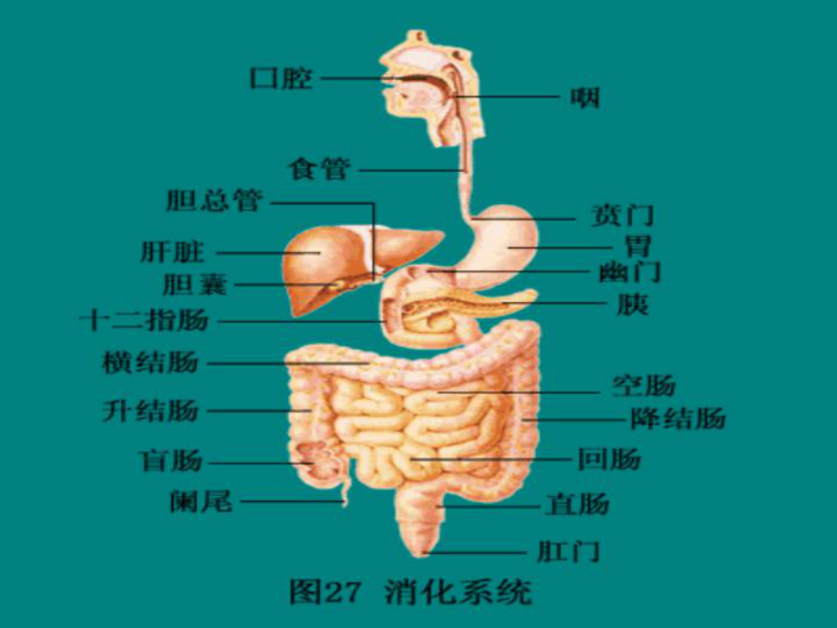 上消化道出血课件.pptx_第2页