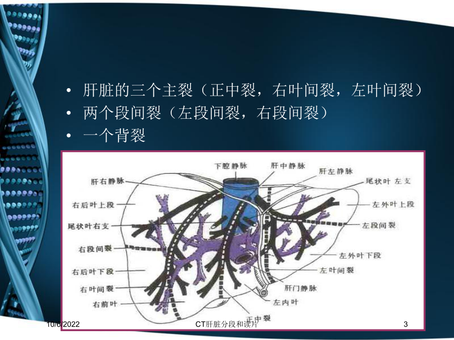 CT肝脏分段和读片培训课件.ppt_第3页