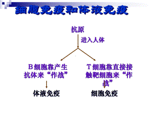 中图版-必修三-细胞免疫和体液免疫-课件(20张).ppt