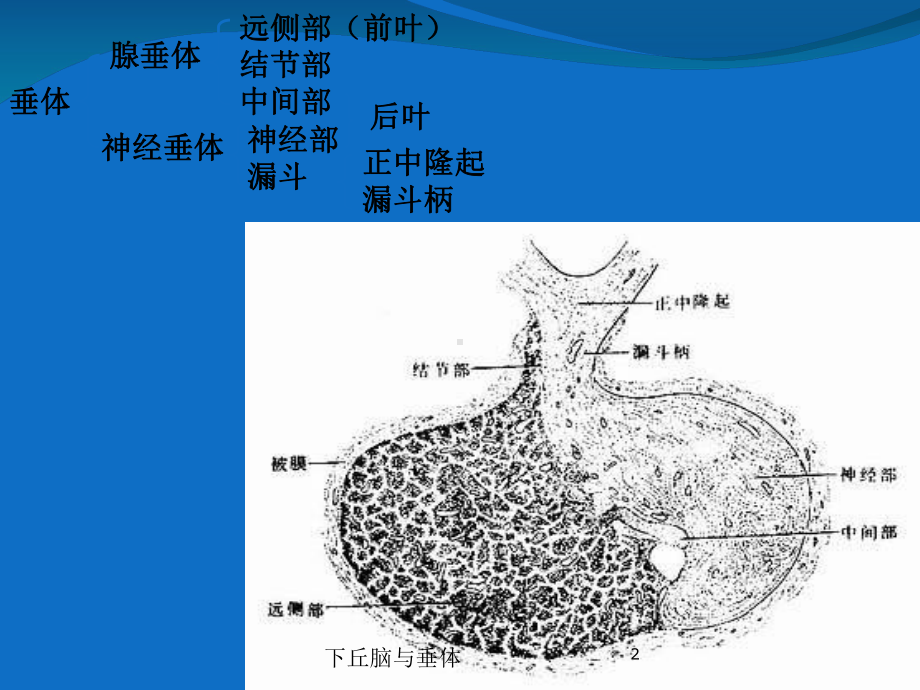 下丘脑与垂体培训课件.ppt_第2页