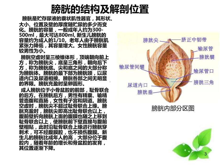 一例膀胱肿瘤电切术的护理查房课件.ppt_第3页