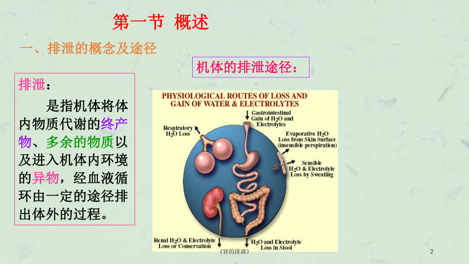 《肾的排泄》课件.ppt_第2页