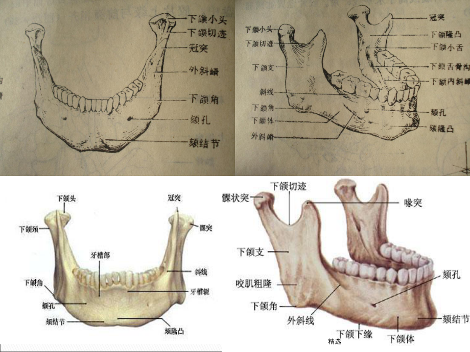 下颌骨摄影课件.ppt_第3页