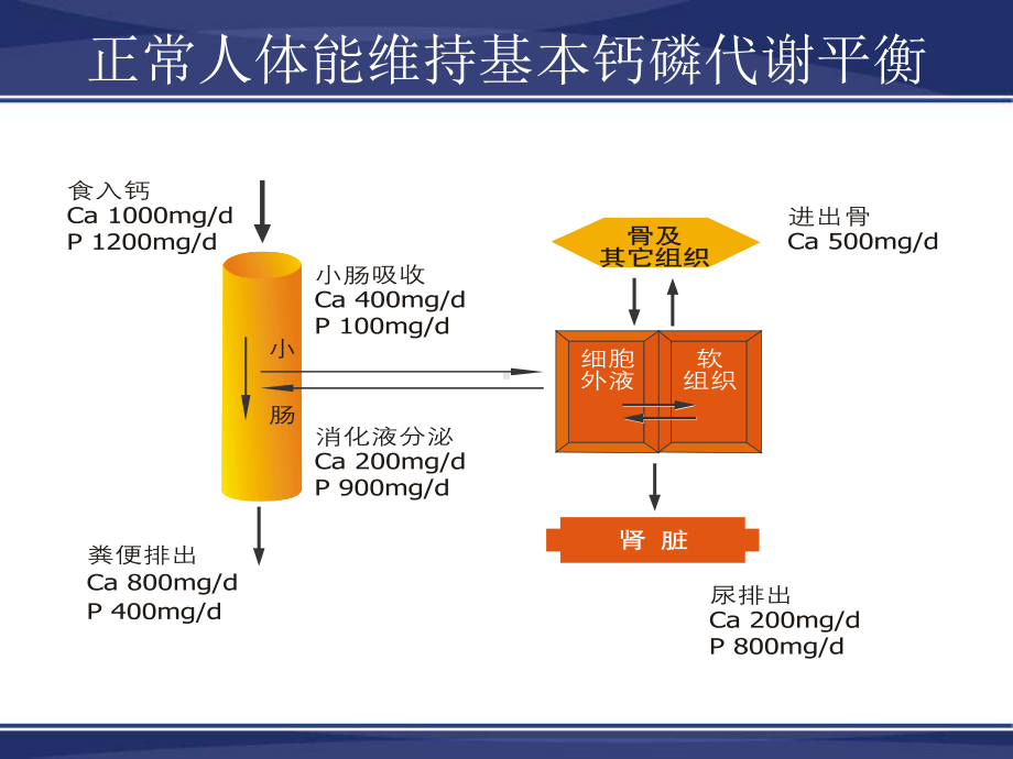 PD病人钙磷平衡及临床策略课件.ppt_第3页