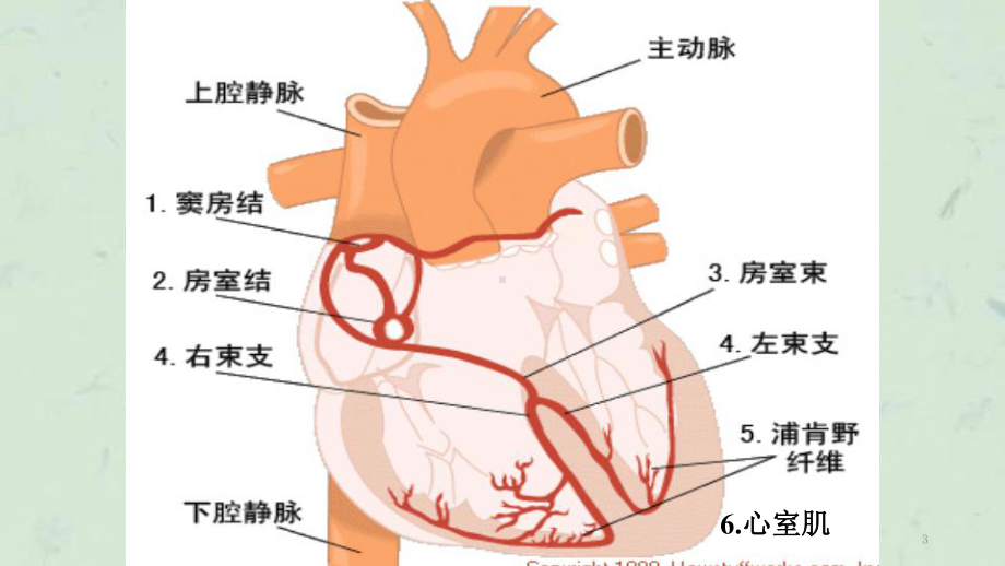 临床常见心律失常心电图波形课件.ppt_第3页