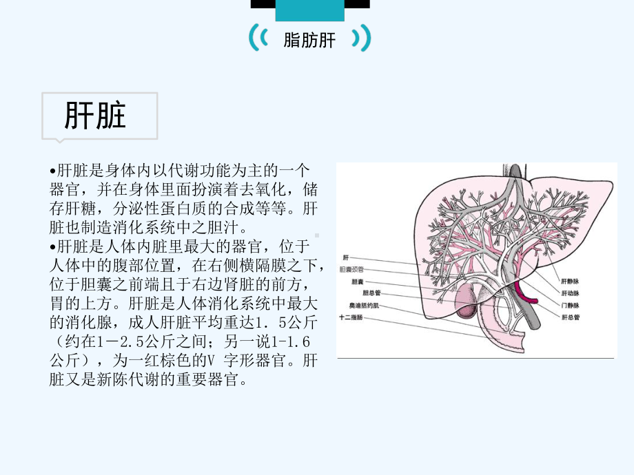 中医食疗之脂肪肝课件.ppt_第2页