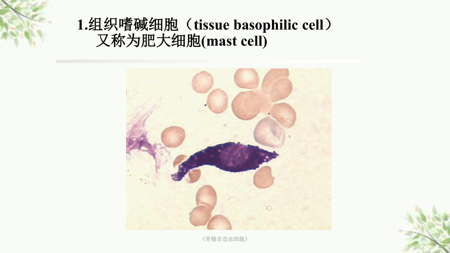 《骨髓非造血细胞》课件.ppt_第3页