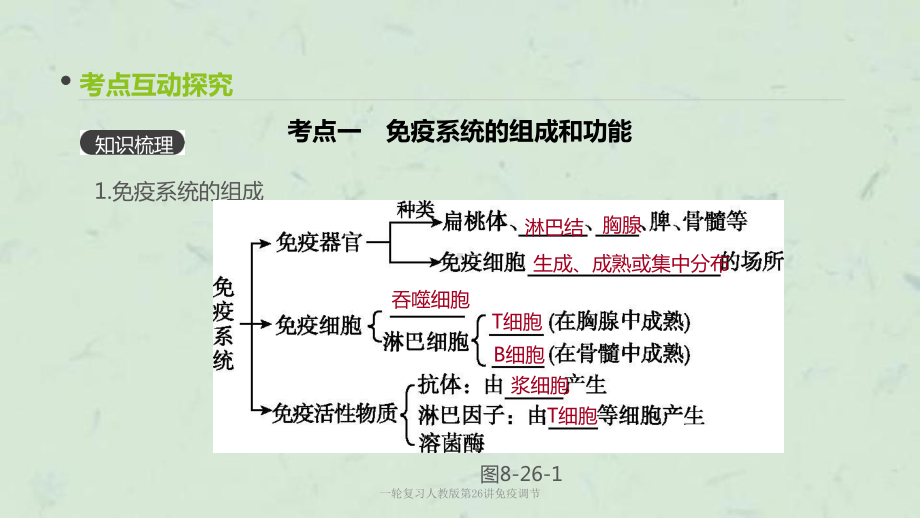 一轮复习人教版第26讲免疫调节课件.pptx_第3页