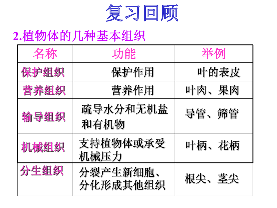 苏教版生物七年级上册41单细胞生物课件.pptx_第3页