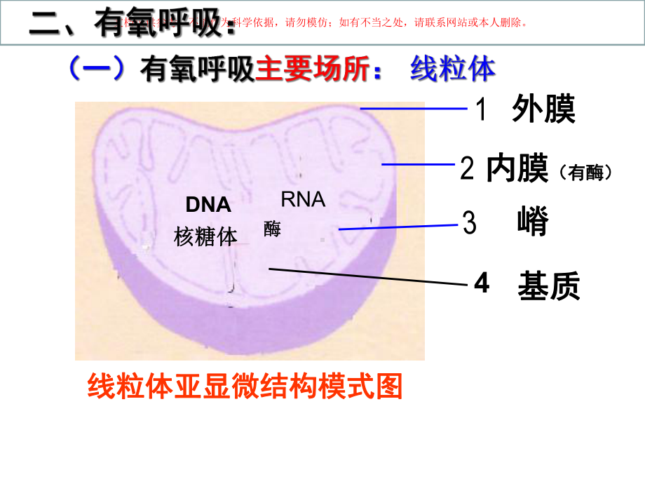 一轮复习ATP的主要来源细胞呼吸培训课件.ppt_第2页