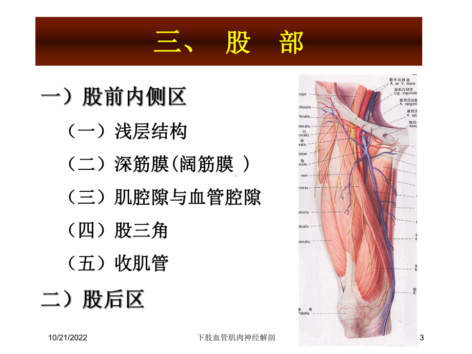 下肢血管肌肉神经解剖培训课件.ppt_第3页