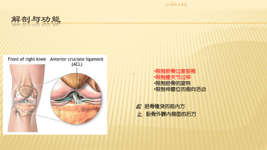 acl损伤与康复课件.pptx_第2页