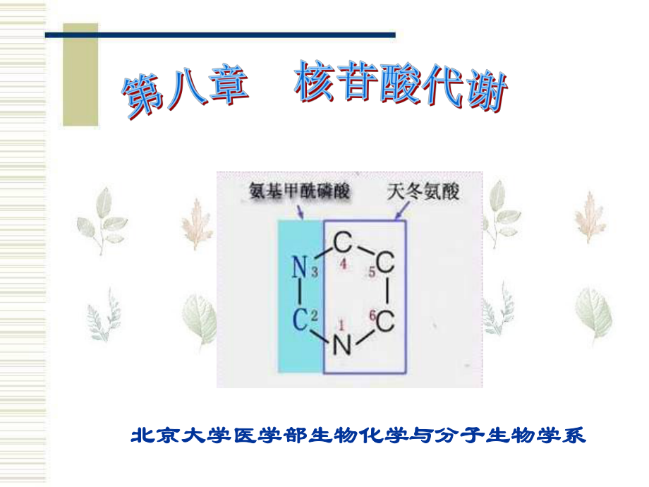 (生物化学)08核苷酸代谢(正式)课件.ppt_第1页