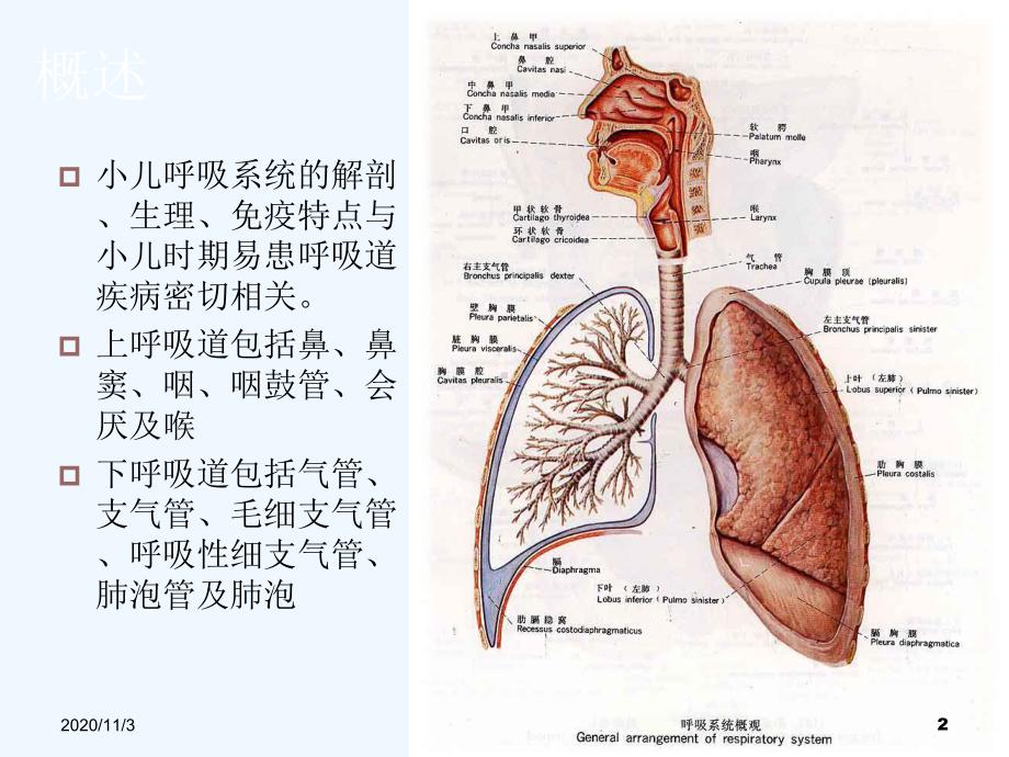 临床药师参和治疗儿童社区性肺炎体会和研究课件.ppt_第2页