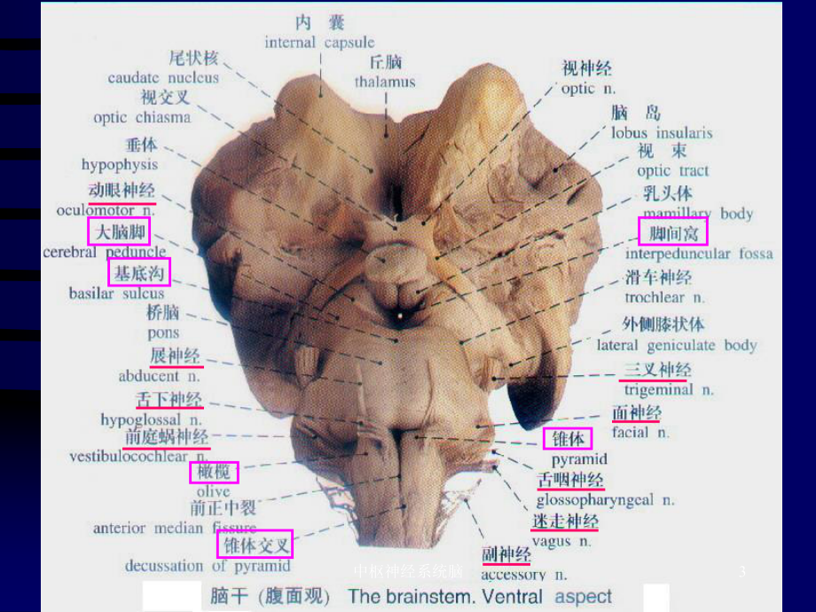 中枢神经系统脑课件.ppt_第3页