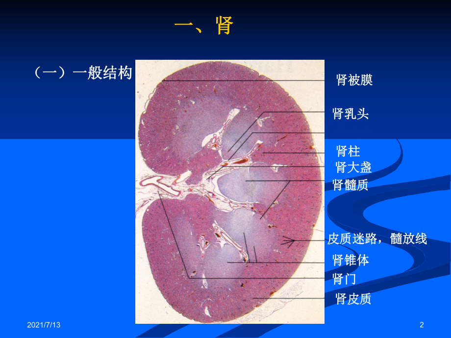 (教学培训课件）第十章第五节泌尿系统.ppt_第2页