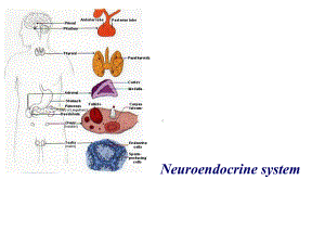 《神经生物学》-下丘脑与垂体的内分泌功能课件.ppt