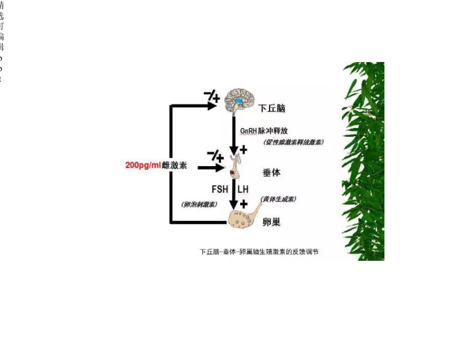 解读性激素六项课件.ppt_第3页