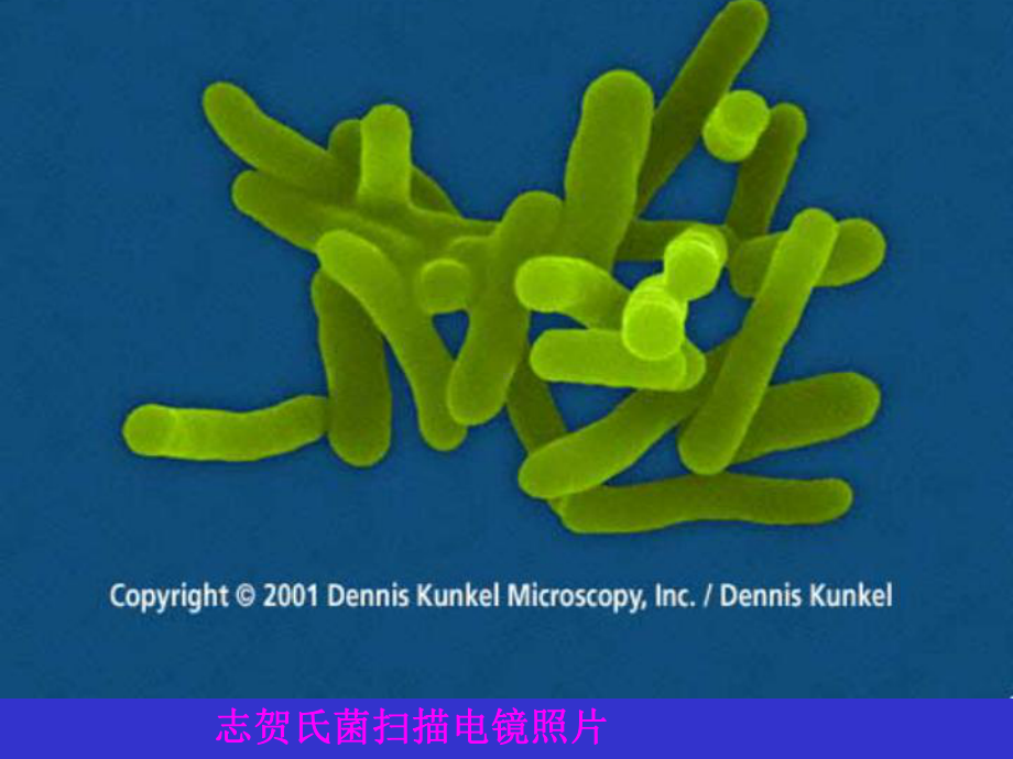 中护微生物肠道杆菌课件.ppt_第3页