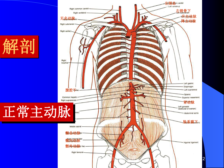 主动脉夹层的诊断和治疗课件.ppt_第2页