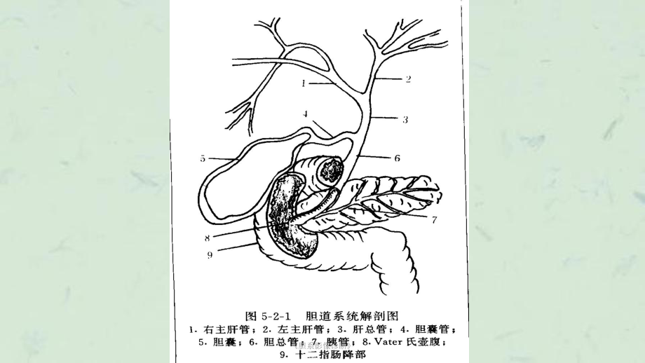 《胆系影像诊断》课件.ppt_第2页