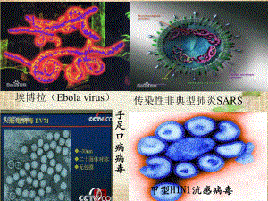 青岛版小学科学五年级上册《病毒》课件.pptx