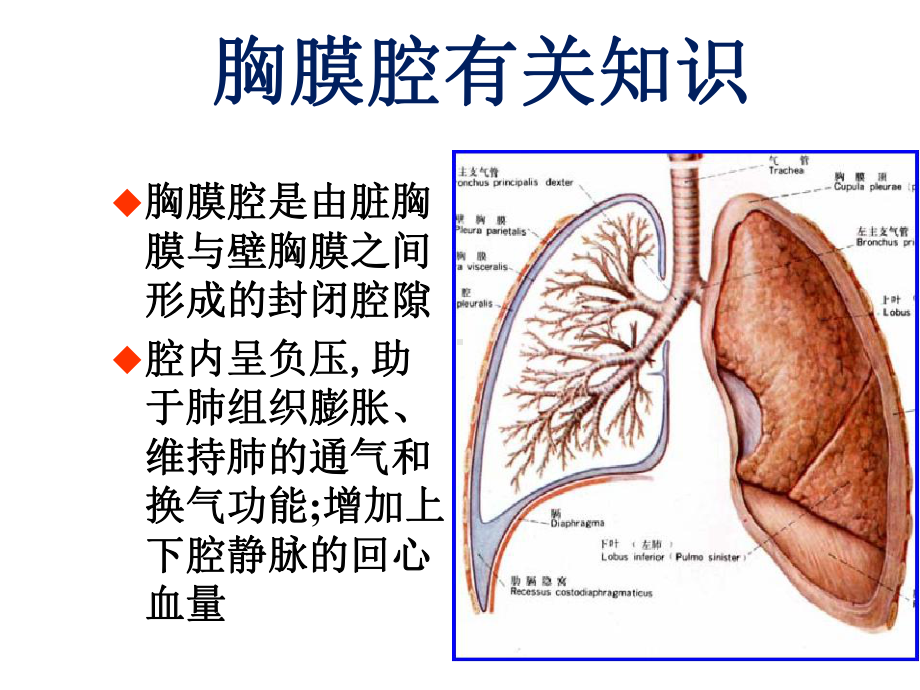 胸腔闭式引流术新版课件.ppt_第3页