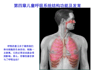 《第四章儿童呼吸系统的结构功能及发育》课件.ppt