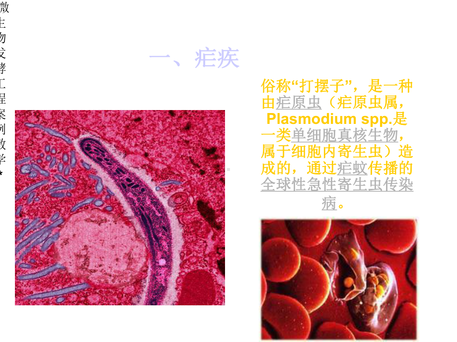 第五组利用基因工程酵母生产抗疟疾药物前体青蒿酸课件.ppt_第3页