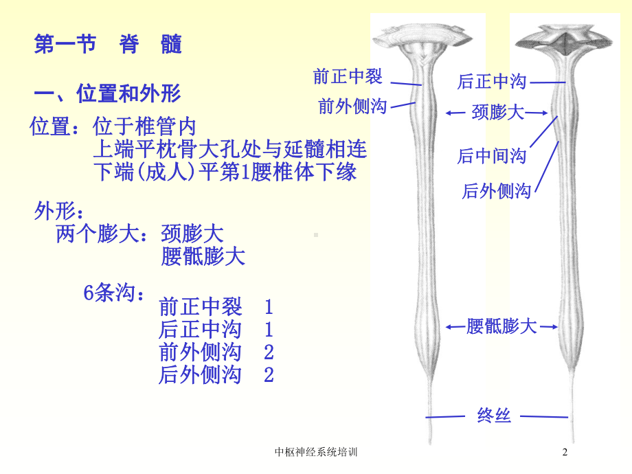 中枢神经系统培训培训课件.ppt_第2页