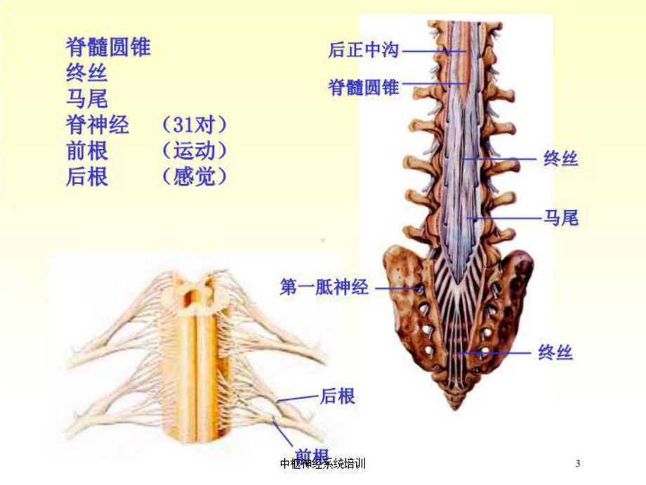 中枢神经系统培训培训课件.ppt_第3页