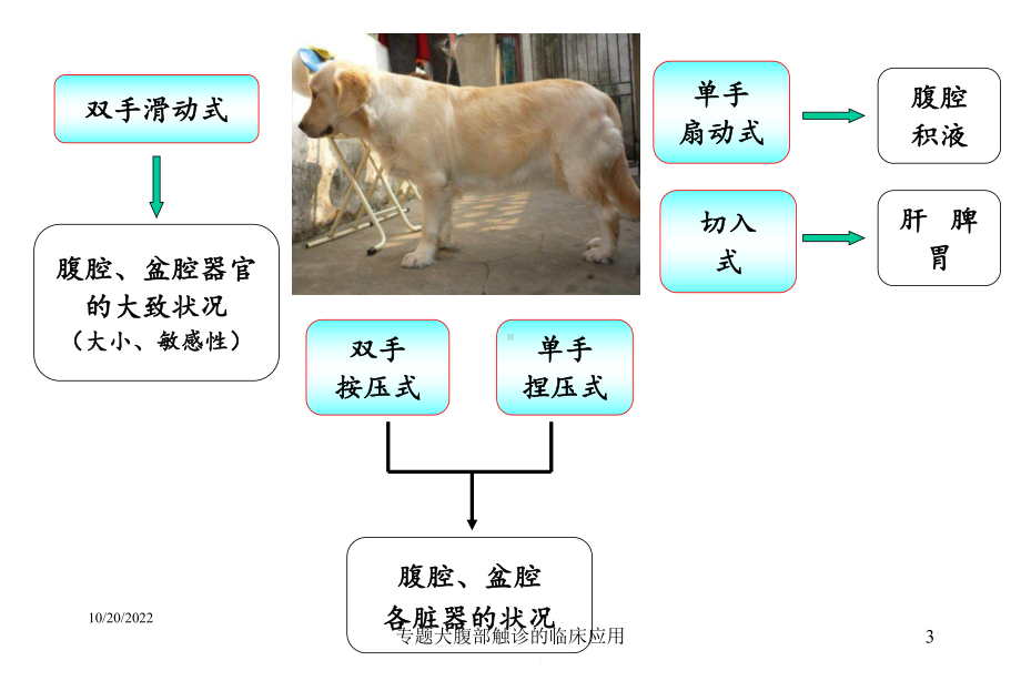 专题犬腹部触诊的临床应用培训课件.ppt_第3页