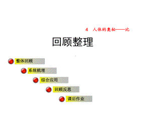 青岛版小学数学六年级上册第四单元人体的奥秘-比回顾整理课件回顾整理.ppt