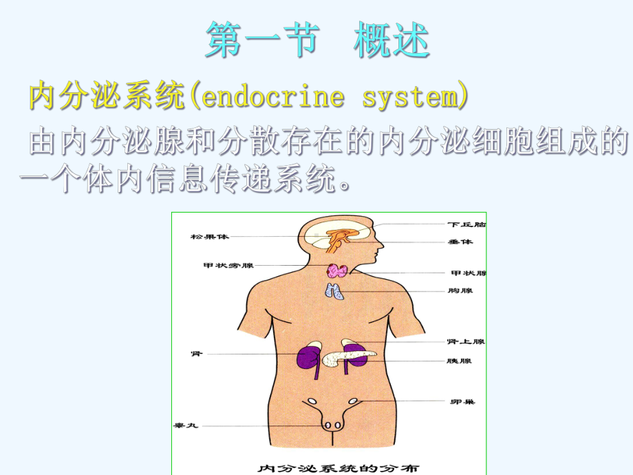 临床医学内分泌课件.ppt_第3页